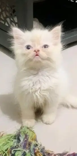 Open adopt kitten persi white solid blue eyes peaknose