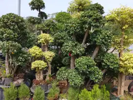 jual berbagai macam tanaman hias ,tanaman buah ,pot dan pupuk