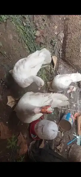 Jual cepat. Siapa cepat dia dapat (edisi kebanyakan)
