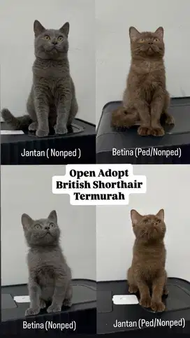 Open adopt kucing british shorhair