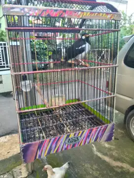 Assalamualaikum.jual burung jalak suren SM kandang