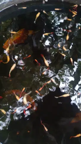 Ikan Guppy Albino dan Biasa