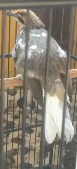 Cucak rowo blorok extrem ekor putih semua
