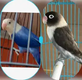 Lovebird Biola PB + Batman