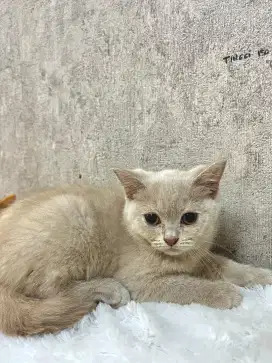 BRITISH SHORTHAIR LILAC