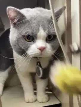 Kucing british shorthair bsh ped british short hair jantan betina