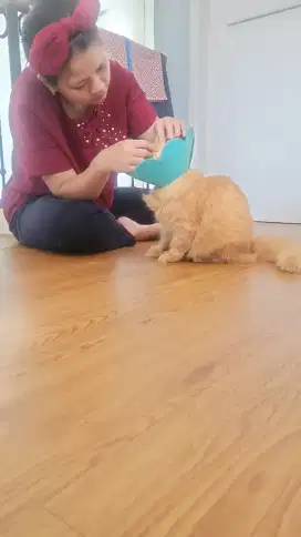 Di Butuhkan ART yg bisa masak dan jaga kucing