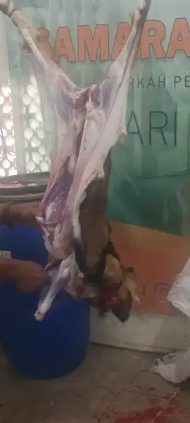 Ready Setiap Hari Domba dan Kambing Tangsel