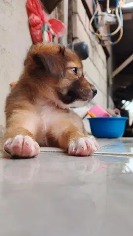 Anak anjing lucu