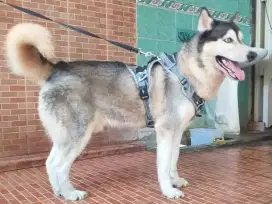 Siberian Husky jantan kualitas bagus.