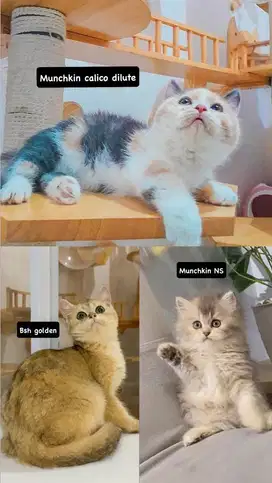 MUNCHKIN BSH CEBOL DAN NS