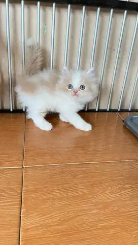 Kucing persia flatnose