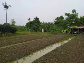 Di Jual lahan Cimone  Super Murah di bawah NJOP Jalan Gatot Subroto
