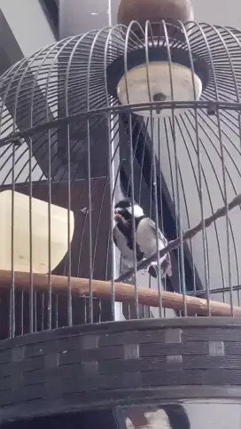 Burung gelatik jantan rajin bunyi fullset
