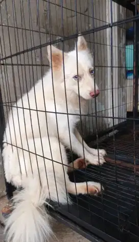 Pomsky (Pom x Siberian husky miniature) Stbm