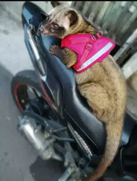 BT Burung / yang sepadan ajukan /Musang Jitot body big size no minus