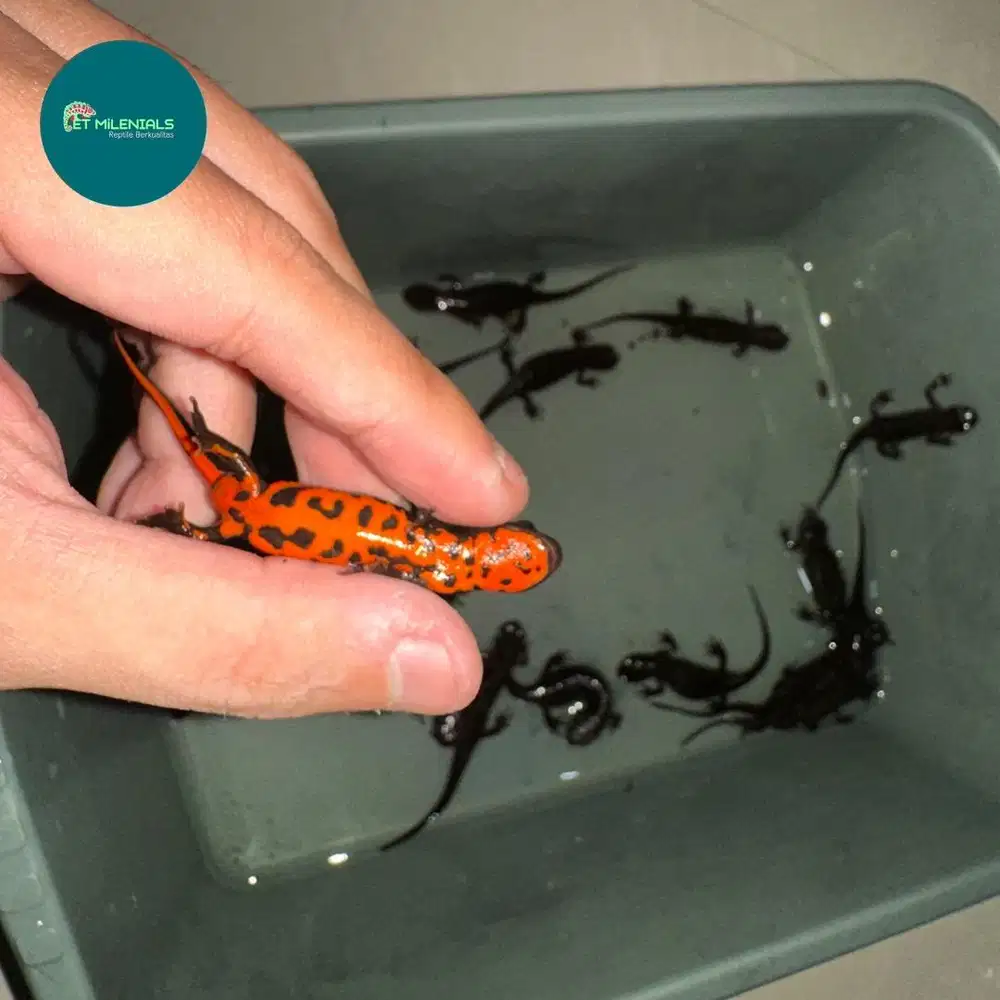 CHINESE FIRE BELLY NEWT