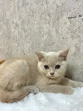 BRITISH SHORTHAIR LILAC