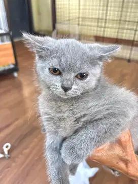 BRITISH SHORTHAIR