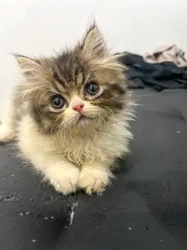 Kucing Persia 100% 2,5 bulan (NEGO)