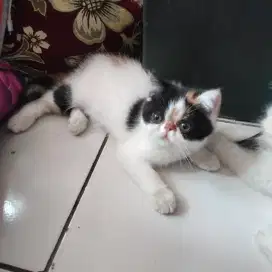 Kucing. La kitten 4 bulan exo peaknose short hair