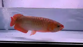 Arwana super red jumbo 50cm minus ex comtank realpict