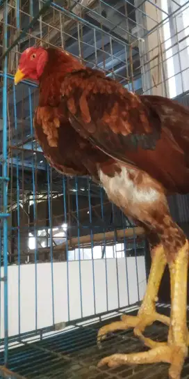 JUAL AYAM JAGO BANGKOK MUDA  UKURAN BESAR