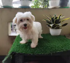 Maltese stb betina