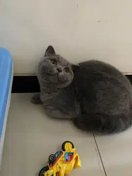 Bristish shorthair x scottish fold
