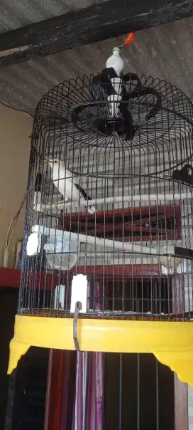 Sangkar Brung Jlk