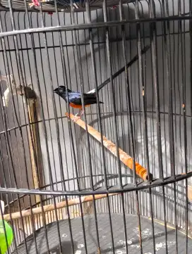 Burung murai epor 22