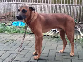 Akita X Doberman Jantan