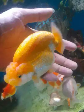Ikan ranchu rancu Buffalo