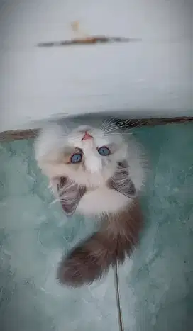 Kitten ragdoll blue mink bicollor