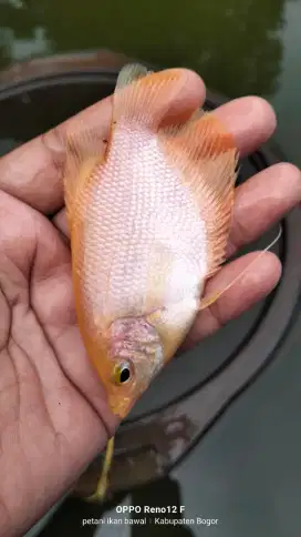 Jual gurame padang uk 2 jari