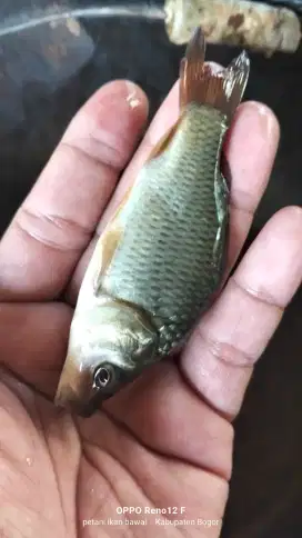 Jual ikan mas uk 2 jari