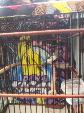 Burung kenari F1 Rasmi