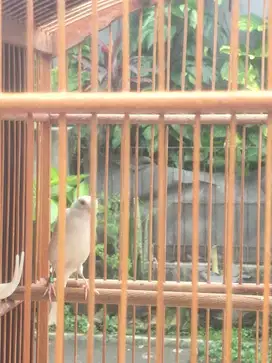 Burung Kenari F1 Bb
