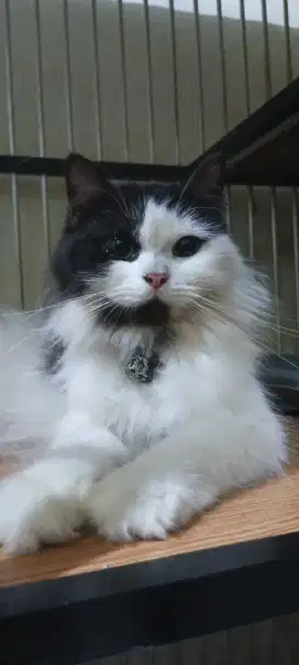 kucing persia medium