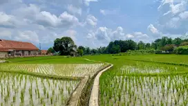 Dijual Murah Tanah Sawah 3920 m2 Pinggir Jalan di Tanjungkerta Sumedan