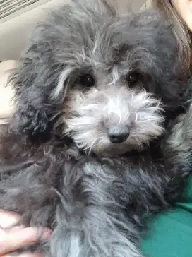 Toy Poodle Light Silver