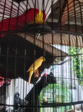 Burung kenari Hybird
