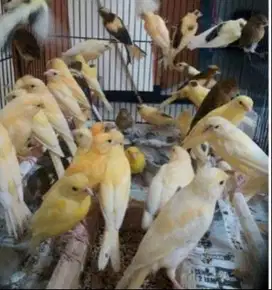 burung kenari bahan sortir jantan banyak pilihan bisa ecer/grosir