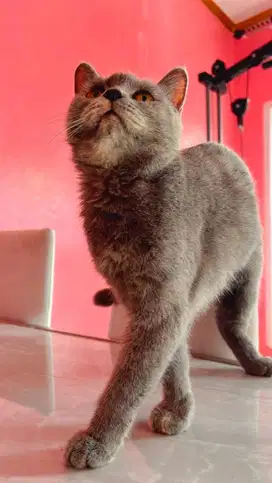 Jual kucing bsh