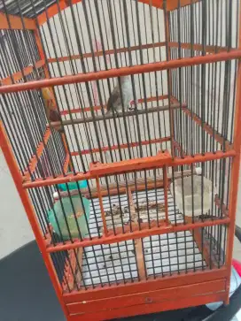 crerucuk Jawa Timur bdy pnjng sdh bnyi tp smauny.jinlat burja