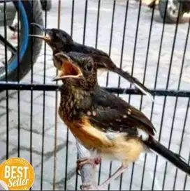 burung murai medan prediksi jantan