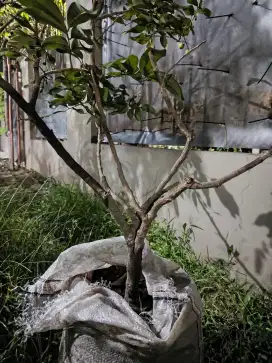 Bibit Benih Cangkokan buah Lengkeng / Kelengkeng