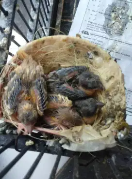 anak kenari 4 ekor kali ada yg minat