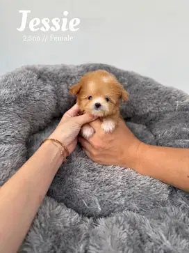 TEACUP MALTIPOO maltese poodle shihtzu pudel poddle anjing kecil