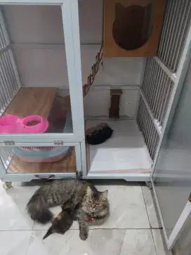Kandang kucing premium